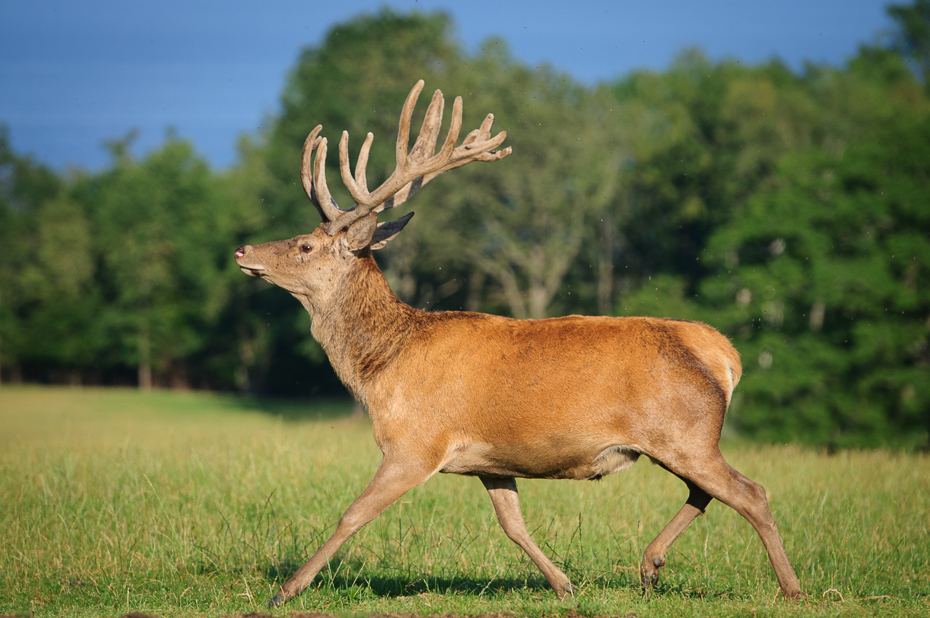  Jeleń Nikon D300 AF-S Nikkor 70-200mm f/2.8G Szwecja 0 dzikiej przyrody jeleń ssak fauna łopata Sarna z bialym ogonem zwierzę lądowe łoś trawa pysk