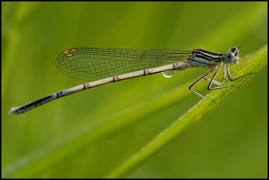  Ważka #10 Ważki Nikon D200 AF-S Micro-Nikkor 105mm f/2.8G IF-ED Makro damselfly owad ważka ważki i muchy fotografia makro bezkręgowy ścieśniać dzikiej przyrody organizm stawonogi