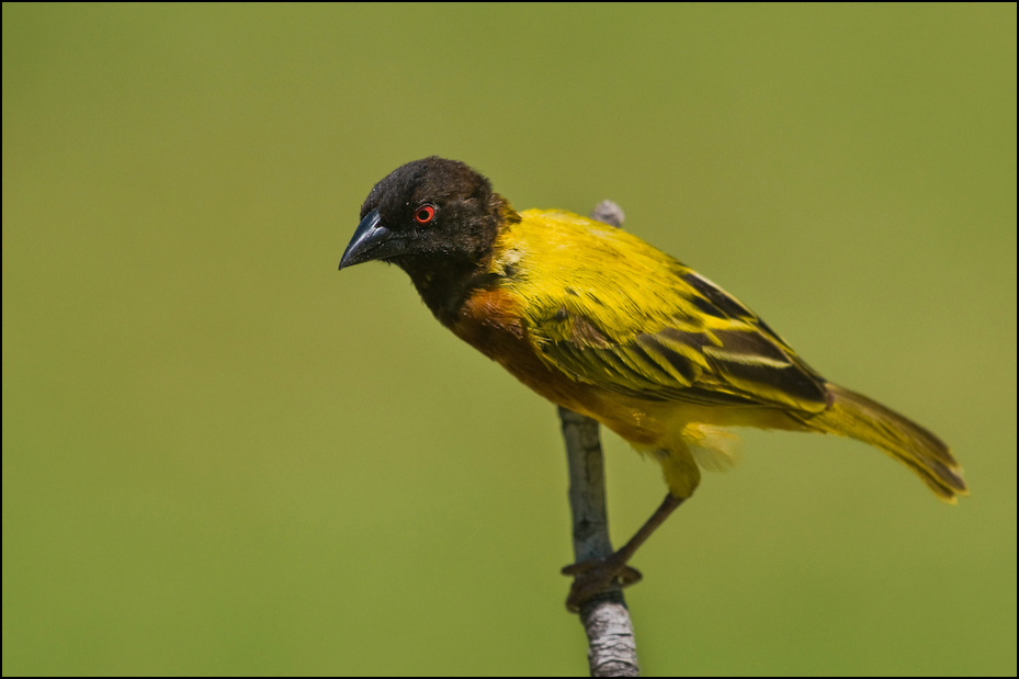  Wikłacz złotogrzbiety Ptaki Nikon D300 Sigma APO 500mm f/4.5 DG/HSM Kenia 0 ptak fauna dziób wilga na starym świecie zięba dzikiej przyrody organizm pióro skrzydło ptak przysiadujący