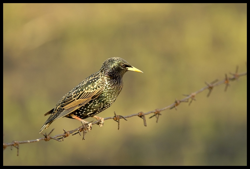  Szpak wiosenny Ptaki szpak ptaki Nikon D70 Sigma APO 100-300mm f/4 HSM Zwierzęta ptak fauna dziób dzikiej przyrody zięba skowronek skrzydło trznadel ortolan ptak przysiadujący organizm