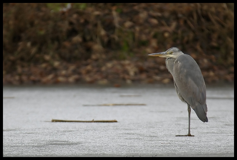  Czapla siwa Ptaki czapla ptaki Nikon D70 Sigma APO 100-300mm f/4 HSM Zwierzęta ptak fauna woda dziób dzikiej przyrody egret pelecaniformes pióro