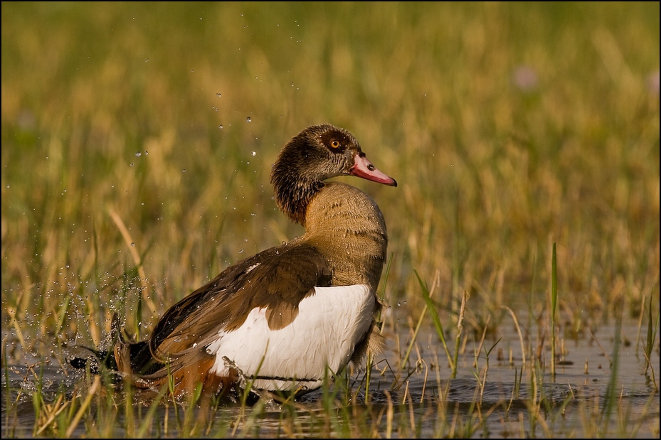  Gęś egipska Ptaki Nikon D300 Sigma APO 500mm f/4.5 DG/HSM Etiopia 0 ptak kaczka ekosystem fauna wodny ptak kaczki gęsi i łabędzie dziób dzikiej przyrody krzyżówka gęś