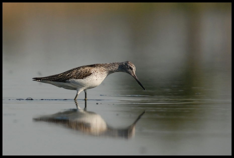  Brodziec kwokacz Ptaki Nikon D200 Sigma APO 50-500mm f/4-6.3 HSM Zwierzęta ptak fauna brodziec dziób dzikiej przyrody shorebird woda redshank wodny ptak Calidrid