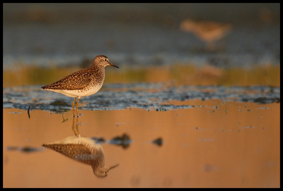  Łęczak Ptaki Nikon D200 Sigma APO 50-500mm f/4-6.3 HSM Zwierzęta ptak brodziec ekosystem fauna dzikiej przyrody shorebird dziób Calidrid ecoregion ranek