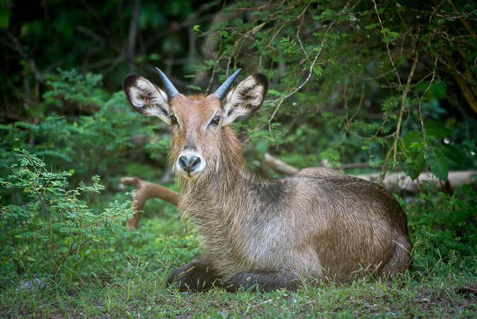  Kob śniady Ssaki nikon d750 Sigma APO 500mm f/4.5 DG/HSM Kenia 0 dzikiej przyrody fauna ssak jeleń antylopa rezerwat przyrody zwierzę lądowe trawa organizm Sarna z bialym ogonem