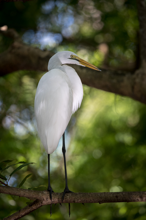  Czapla biała Ptaki nikon d750 Sigma APO 500mm f/4.5 DG/HSM Kenia 0 ptak ekosystem flora Wielka czapla dziób egret fauna czapla mała niebieska czapla dzikiej przyrody