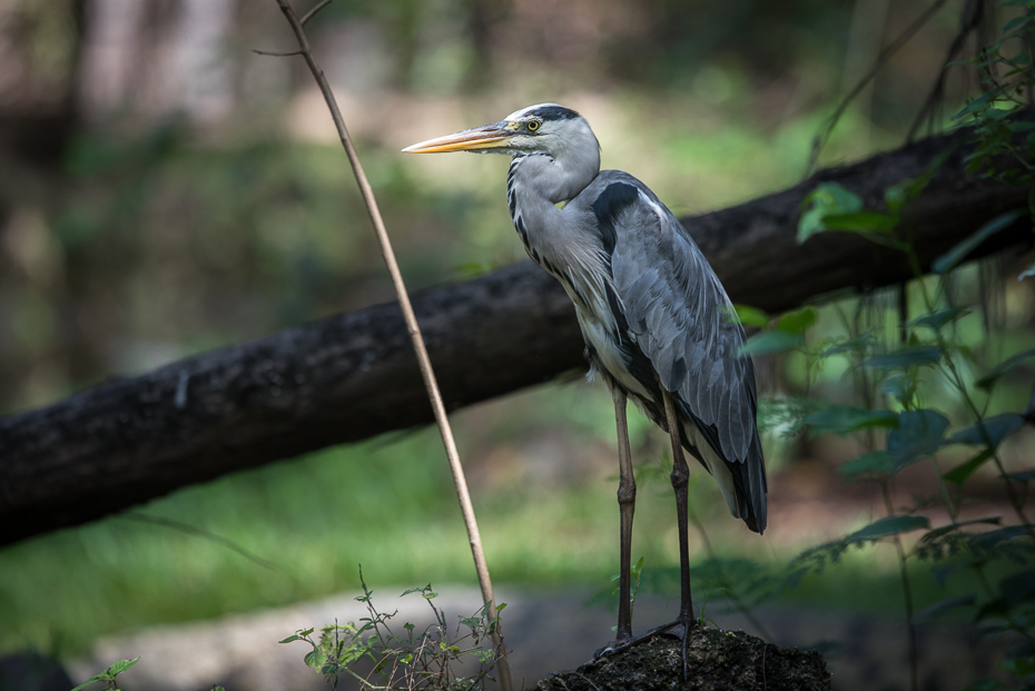  Czapla siwa Ptaki nikon d750 Sigma APO 500mm f/4.5 DG/HSM Kenia 0 ptak dziób fauna ekosystem dzikiej przyrody czapla Ciconiiformes pelecaniformes