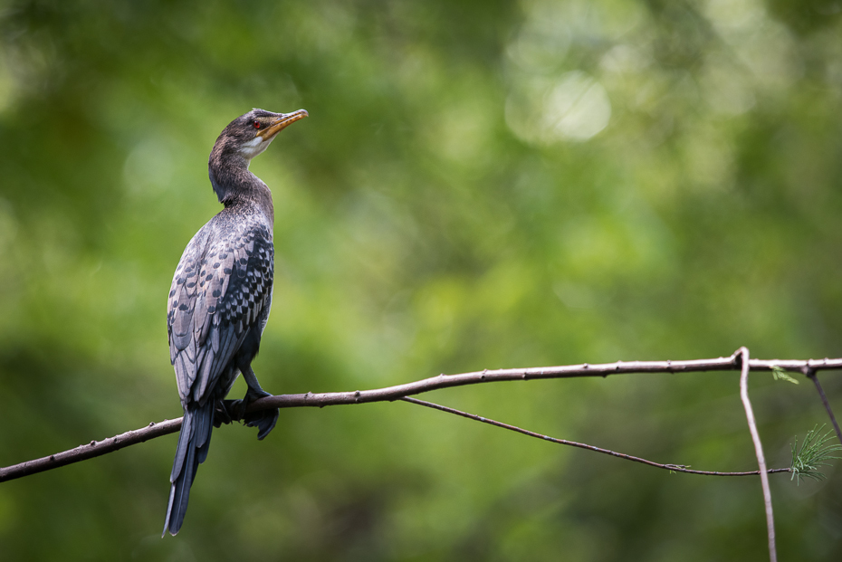  Kormoran etiopski Ptaki nikon d750 Sigma APO 500mm f/4.5 DG/HSM Kenia 0 ptak dziób fauna ekosystem dzikiej przyrody coraciiformes piciformes cuculiformes trawa