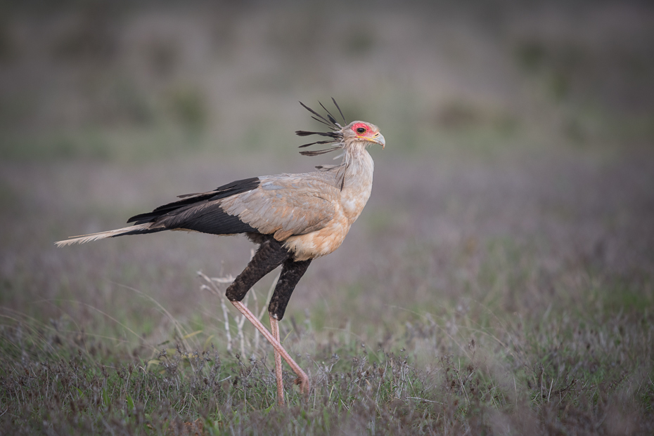  Sekretarz Ptaki nikon d750 Sigma APO 500mm f/4.5 DG/HSM Kenia 0 ptak ekosystem fauna dziób dzikiej przyrody ecoregion sęp skrzydło bocian żuraw jak ptak