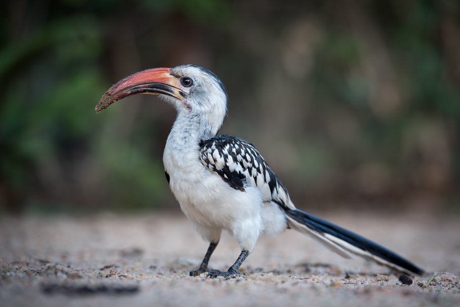  Toko białogrzbiety Ptaki nikon d750 Sigma APO 500mm f/4.5 DG/HSM Kenia 0 ptak dziób fauna dzioborożec coraciiformes ścieśniać dzikiej przyrody ibis organizm pióro