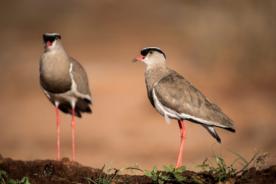  Czajka koroniasta Ptaki nikon d750 Sigma APO 500mm f/4.5 DG/HSM Kenia 0 ptak fauna dziób dzikiej przyrody shorebird ptak morski wodny ptak charadriiformes