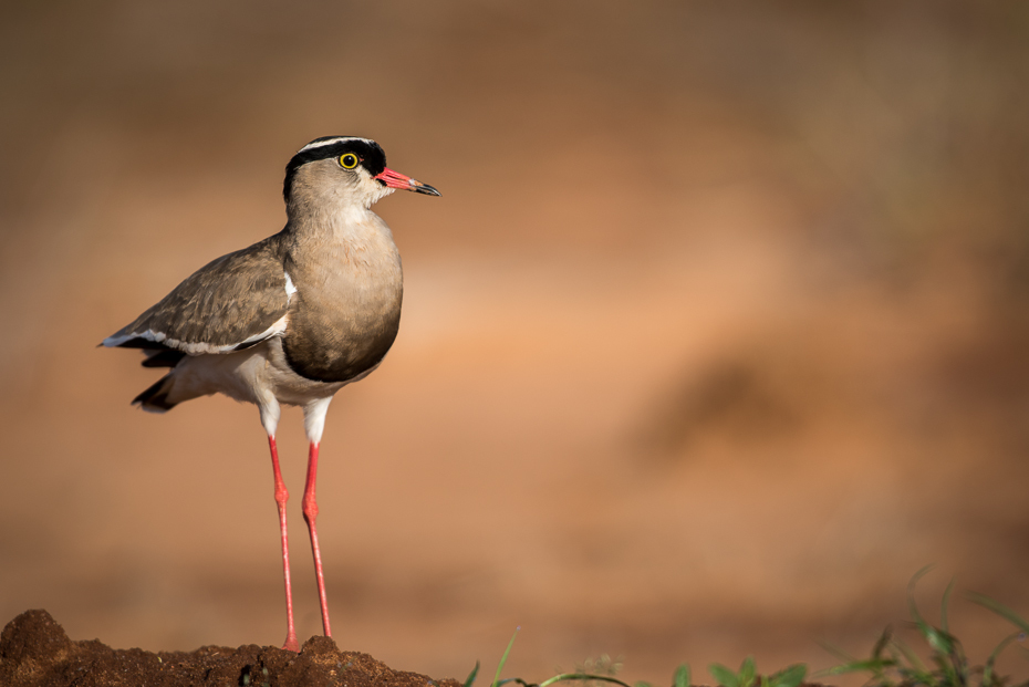  Czajka koroniasta Ptaki nikon d750 Sigma APO 500mm f/4.5 DG/HSM Kenia 0 ptak fauna dziób dzikiej przyrody shorebird ptak morski wodny ptak charadriiformes