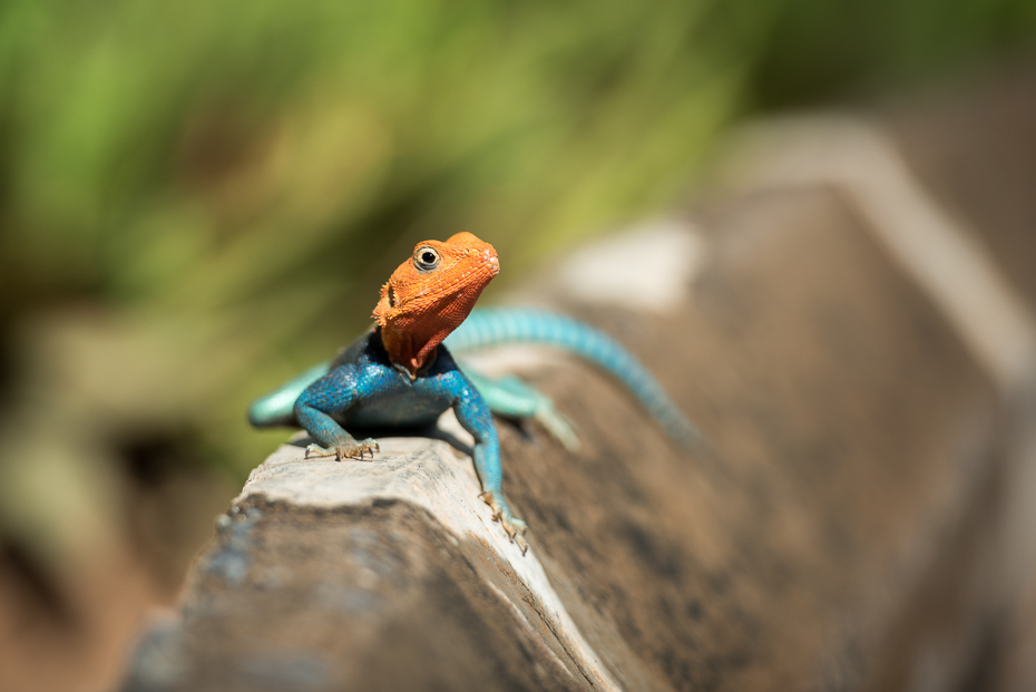  Agama Gady nikon d750 Nikon AF-S Nikkor 70-200mm f/2.8G Kenia 0 gad jaszczurka agama fotografia makro skalowany gad płaz organizm agamidae dzikiej przyrody