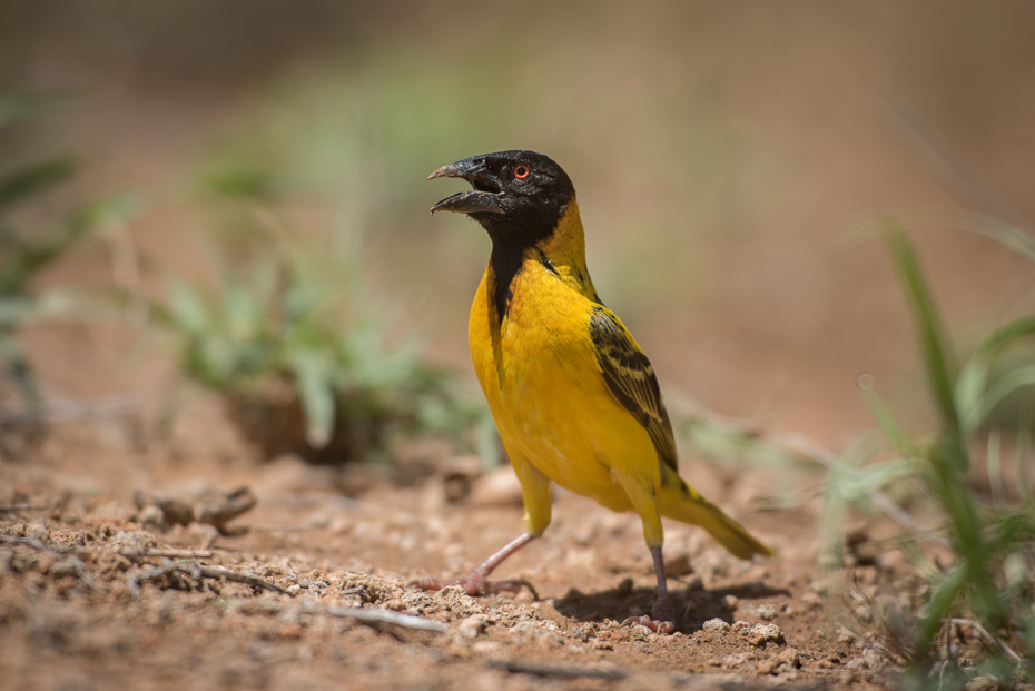  Wikłacz czarnogłowy Ptaki nikon d750 Sigma APO 500mm f/4.5 DG/HSM Kenia 0 ptak dziób fauna dzikiej przyrody organizm zięba ecoregion ptak przysiadujący