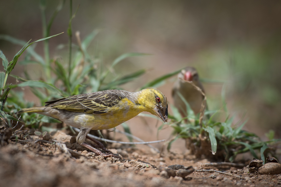  Wikłacz czarnogłowy Ptaki nikon d750 Sigma APO 500mm f/4.5 DG/HSM Kenia 0 ptak fauna dziób zięba ekosystem dzikiej przyrody skowronek flycatcher starego świata organizm ptak przysiadujący