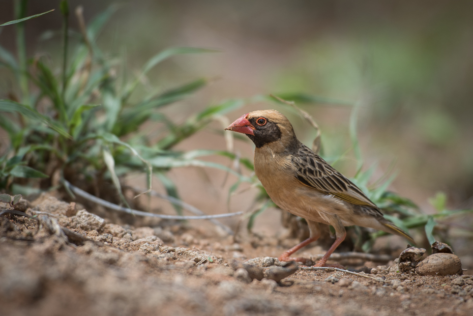  Wikłacz czerwonodzioby Ptaki nikon d750 Sigma APO 500mm f/4.5 DG/HSM Kenia 0 ptak fauna dziób zięba wróbel dzikiej przyrody Wróbel organizm zięba domowa ptak przysiadujący