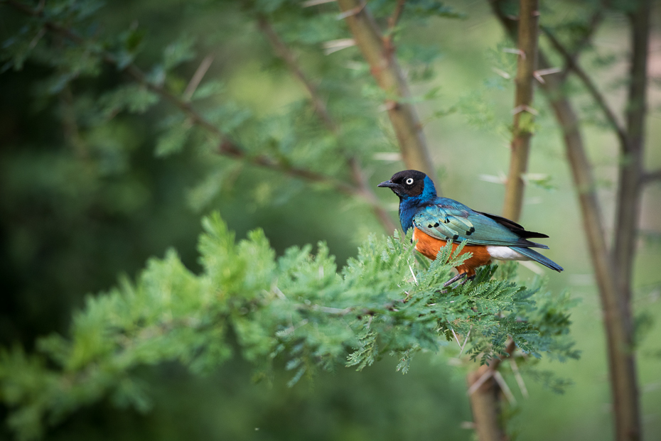  Błyszczak rudobrzuchy Ptaki nikon d750 Nikon AF-S Nikkor 70-200mm f/2.8G Kenia 0 ptak ekosystem fauna dziób dzikiej przyrody flora drzewo organizm gałąź flycatcher starego świata