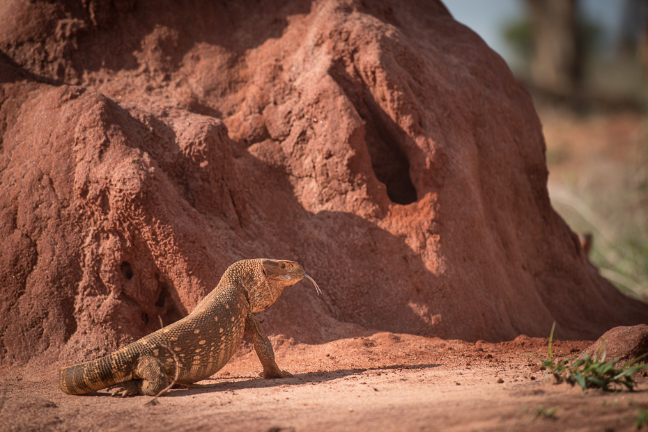  Jaszczurka Ssaki nikon d750 Nikon AF-S Nikkor 70-200mm f/2.8G Kenia 0 fauna ekosystem skała zwierzę lądowe agamidae Park Narodowy tworzenie agama Badlands ecoregion