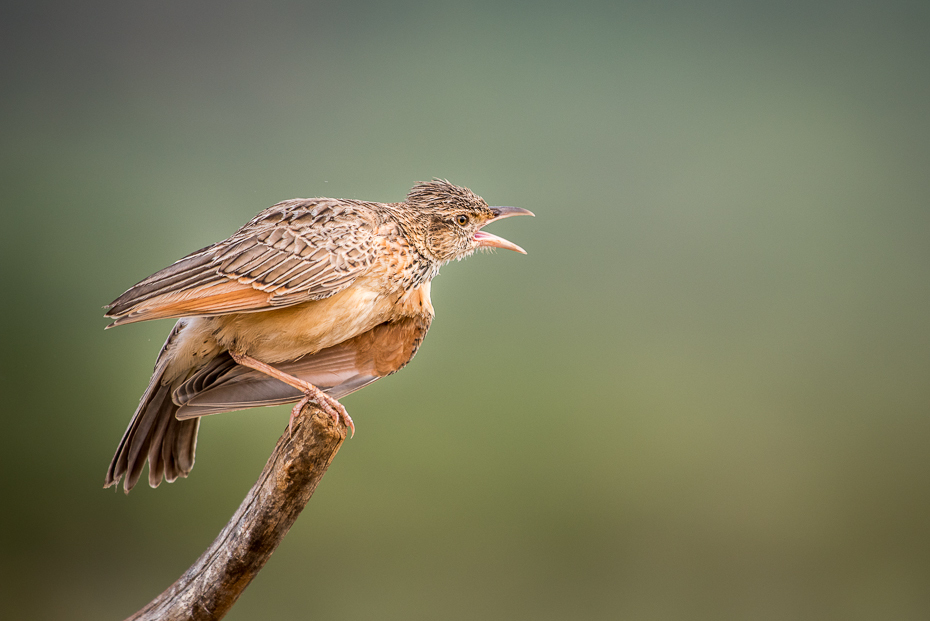  Skowroniec białokarkowy Ptaki nikon d750 Sigma APO 500mm f/4.5 DG/HSM Kenia 0 ptak fauna dziób dzikiej przyrody pióro strzyżyk skowronek skrzydło zięba flycatcher starego świata