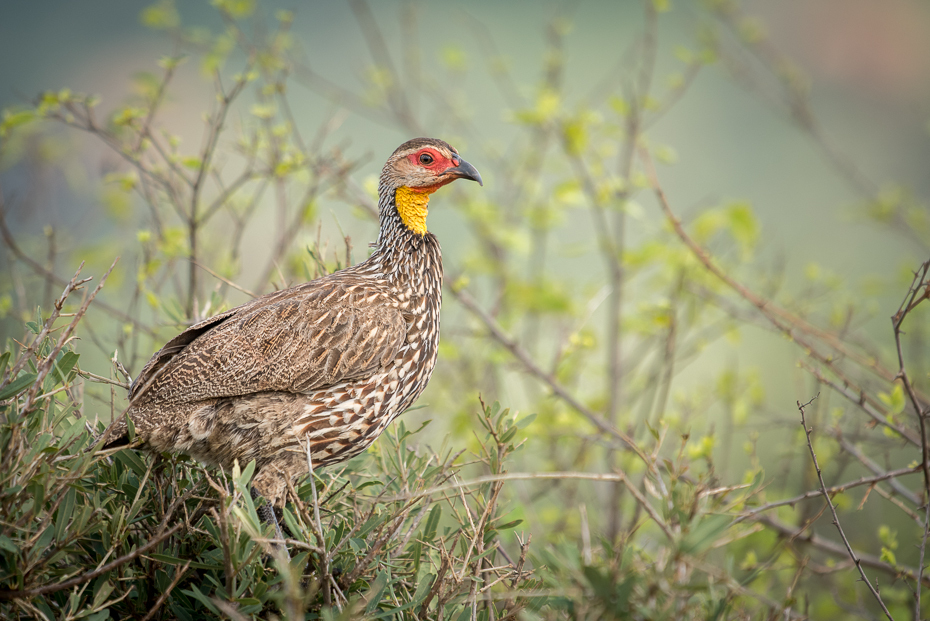  Frankolin żółtogardły Ptaki nikon d750 Sigma APO 500mm f/4.5 DG/HSM Kenia 0 ekosystem ptak galliformes fauna dziób dzikiej przyrody pardwa ptactwo trawa ecoregion