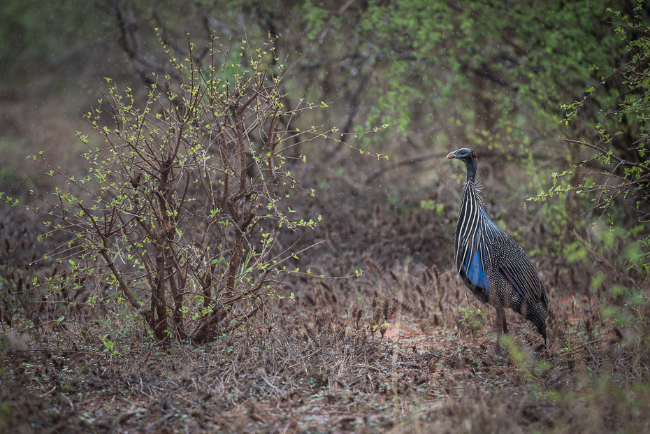  Perlica sępia Ptaki nikon d750 Nikon AF-S Nikkor 70-200mm f/2.8G Kenia 0 dzikiej przyrody ekosystem fauna ptak pustynia rezerwat przyrody dziób lesisty teren las trawa