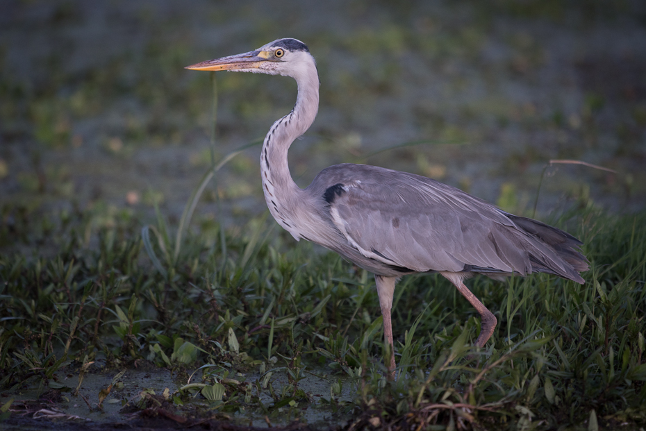  Czapla siwa Ptaki nikon d750 Sigma APO 500mm f/4.5 DG/HSM Kenia 0 ptak fauna ekosystem dziób dzikiej przyrody czapla pelecaniformes mała niebieska czapla Wielka czapla organizm