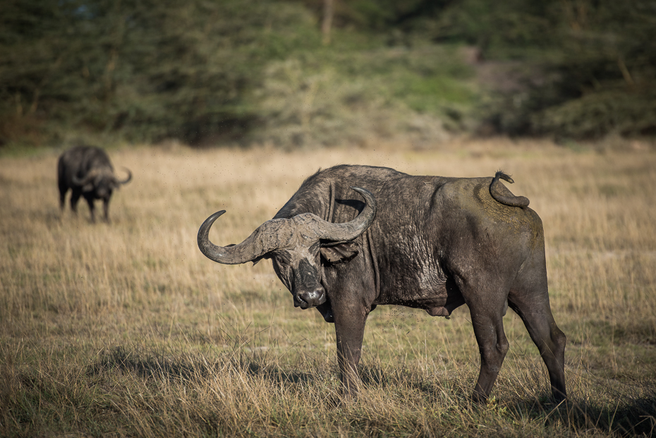  Bawół Ssaki nikon d750 Canon 70-200mm f/4L USM Kenia 0 dzikiej przyrody zwierzę lądowe łąka fauna pustynia sawanna safari trawa Park Narodowy słoń indyjski