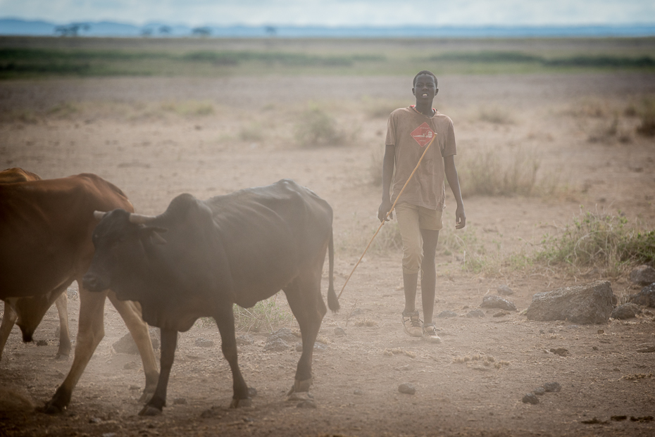  Wypas krów Amboseli Ulice nikon d750 Nikon AF-S Nikkor 70-200mm f/2.8G Kenia 0 bydło takie jak ssak dzikiej przyrody niebo sawanna obszar wiejski safari piasek łąka stado ecoregion