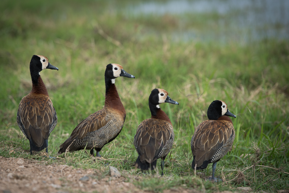  Drzewica białolica Ptaki nikon d750 Nikon AF-S Nikkor 70-200mm f/2.8G Kenia 0 ptak kaczka ekosystem fauna wodny ptak kaczki gęsi i łabędzie dziób ptactwo wodne dzikiej przyrody gęś