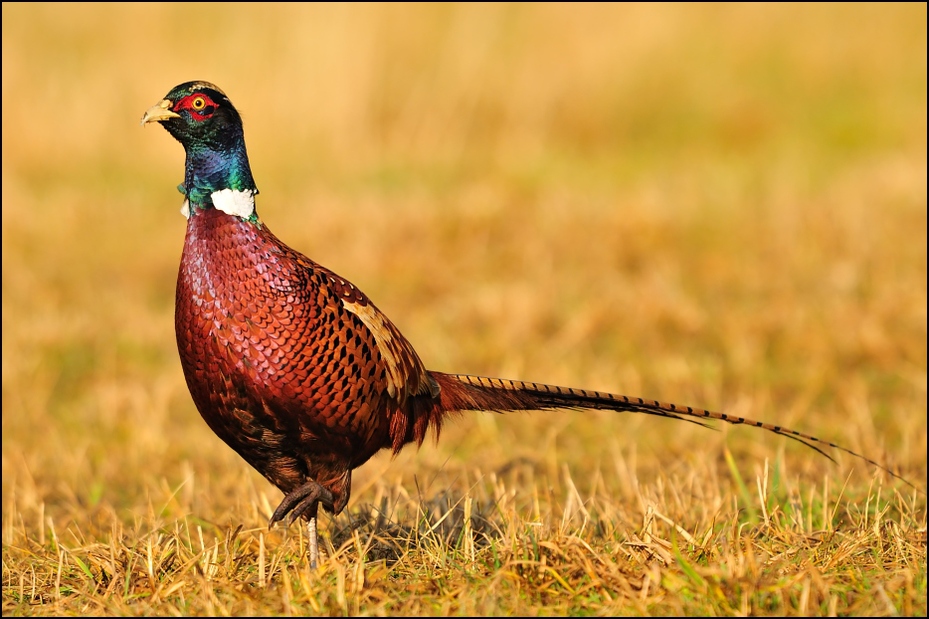  Bażant #12 Ptaki Nikon D300 Sigma APO 500mm f/4.5 DG/HSM Zwierzęta ptak bażant ekosystem galliformes łąka dziób dzikiej przyrody fauna trawa Phasianidae