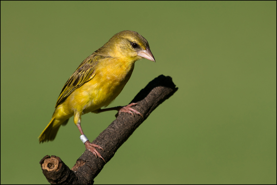  Wikłacz pomarańczowy Ptaki Nikon D300 Sigma APO 500mm f/4.5 DG/HSM Kenia 0 ptak fauna dziób zięba dzikiej przyrody wilga na starym świecie organizm ptak przysiadujący skrzydło eurazjatycka złota wilga