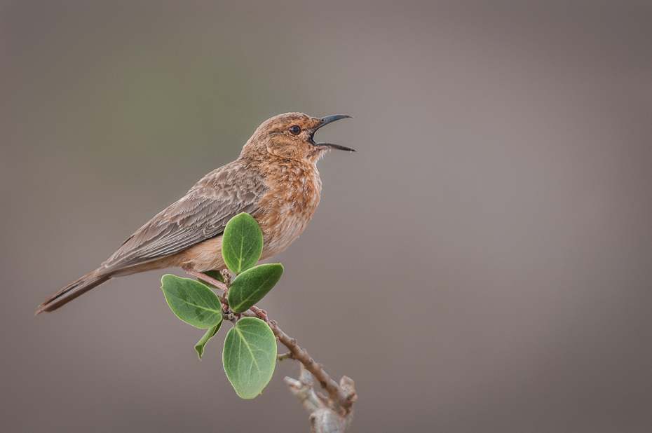  Skowroniec rdzawolicy Ptaki Nikon D300 Sigma APO 500mm f/4.5 DG/HSM Kenia 0 ptak fauna dziób strzyżyk dzikiej przyrody ranek koliber skrzydło flycatcher starego świata pióro