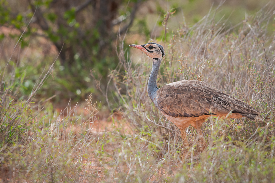  Dropik senegalski Ptaki Nikon D300 Sigma APO 500mm f/4.5 DG/HSM Kenia 0 ptak ekosystem fauna dzikiej przyrody rezerwat przyrody żuraw jak ptak dziób ecoregion dźwig łąka