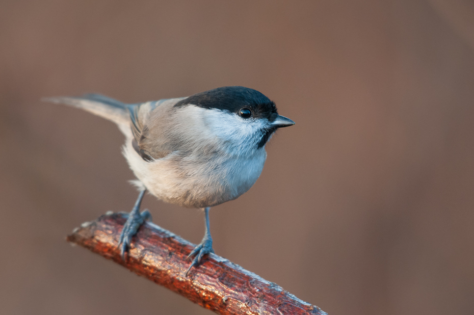  Czarnogłówka Ptaki Nikon D300 NIKKOR 200-500mm f/5.6E AF-S Zwierzęta ptak fauna dziób strzyżyk pióro chickadee dzikiej przyrody ptak przysiadujący Emberizidae flycatcher starego świata