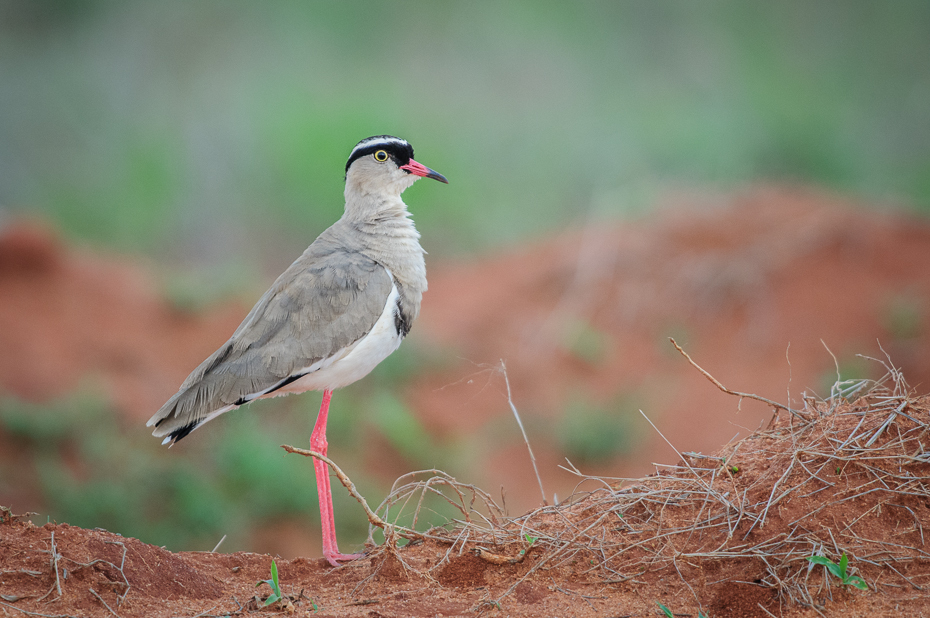  Czajka koroniasta Ptaki Nikon D300 Sigma APO 500mm f/4.5 DG/HSM Kenia 0 ptak ekosystem fauna dziób dzikiej przyrody ecoregion ptak morski charadriiformes pióro