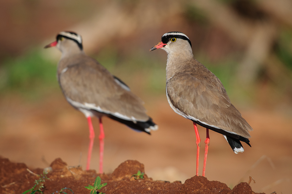  Czajka koroniasta Ptaki Nikon D300 Sigma APO 500mm f/4.5 DG/HSM Kenia 0 ptak fauna ekosystem dziób dzikiej przyrody shorebird wodny ptak ptak morski charadriiformes