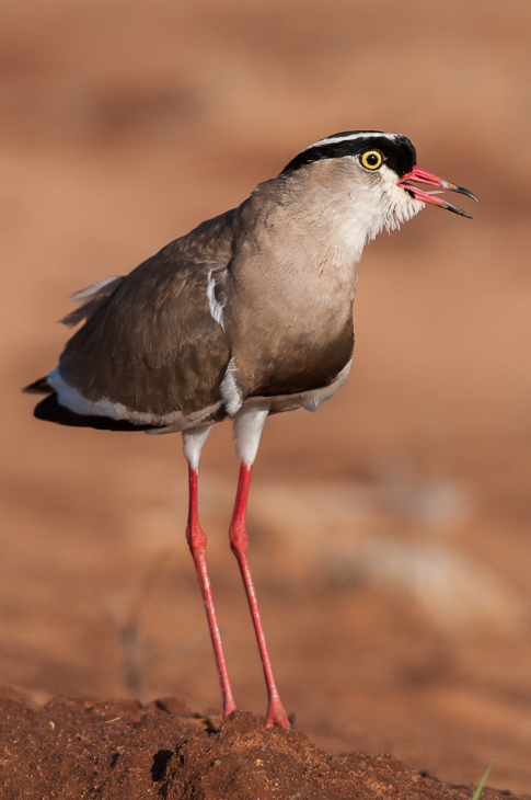  Czajka koroniasta Ptaki Nikon D300 Sigma APO 500mm f/4.5 DG/HSM Kenia 0 ptak dziób fauna dzikiej przyrody shorebird ścieśniać pióro skrzydło charadriiformes szczudło