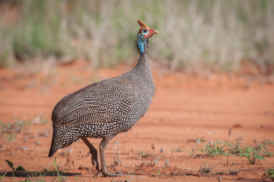  Perlica zwyczajna Ptaki Nikon D300 Sigma APO 500mm f/4.5 DG/HSM Kenia 0 ekosystem ptak fauna galliformes dzikiej przyrody ptactwo dziób zwierzę lądowe paw łąka