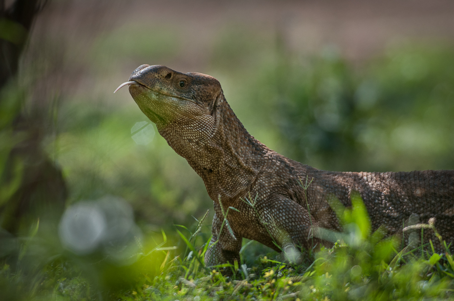  Jaszczurka Gady Nikon D300 Sigma APO 500mm f/4.5 DG/HSM Kenia 0 gad fauna zwierzę lądowe ekosystem skalowany gad jaszczurka smok Komodo dzikiej przyrody organizm trawa