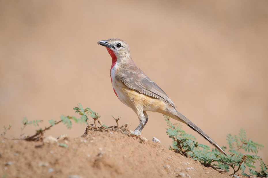  Czagra czerwonogardła Ptaki Nikon D300 Sigma APO 500mm f/4.5 DG/HSM Kenia 0 ptak fauna ekosystem dziób skowronek zięba dzikiej przyrody słowik ecoregion flycatcher starego świata