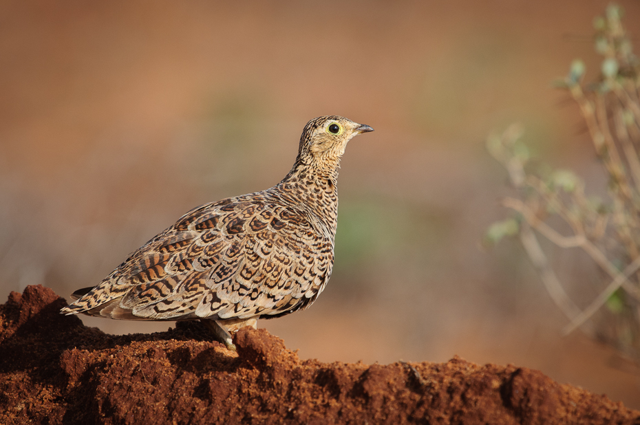  Stepówka czanolica Ptaki Nikon D300 Sigma APO 500mm f/4.5 DG/HSM Kenia 0 ptak ekosystem fauna dziób dzikiej przyrody galliformes pardwa zwierzę lądowe ecoregion organizm