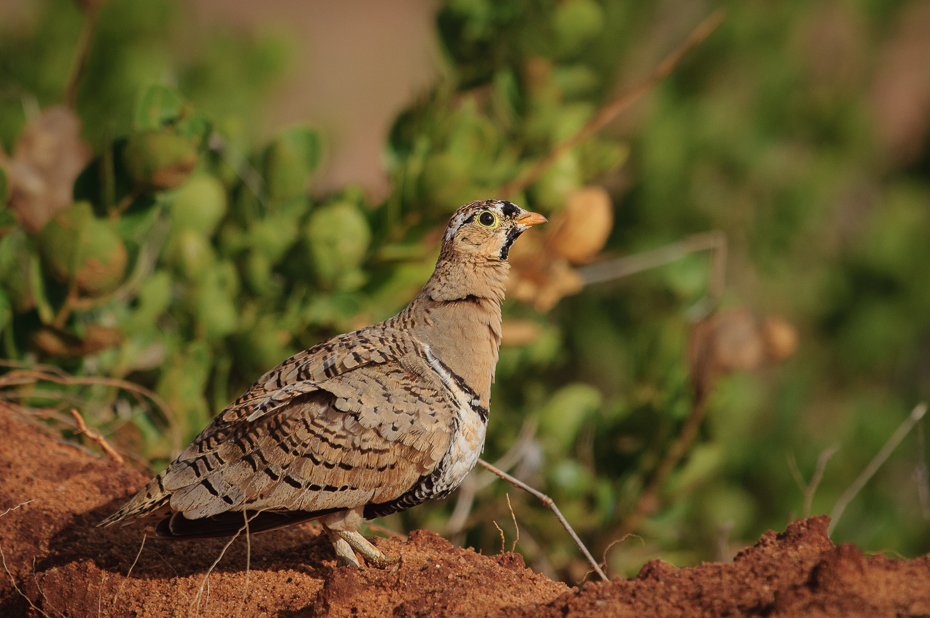  Stepówka czanolica Ptaki Nikon D300 Sigma APO 500mm f/4.5 DG/HSM Kenia 0 ptak ekosystem fauna dziób dzikiej przyrody galliformes zwierzę lądowe organizm ecoregion trawa