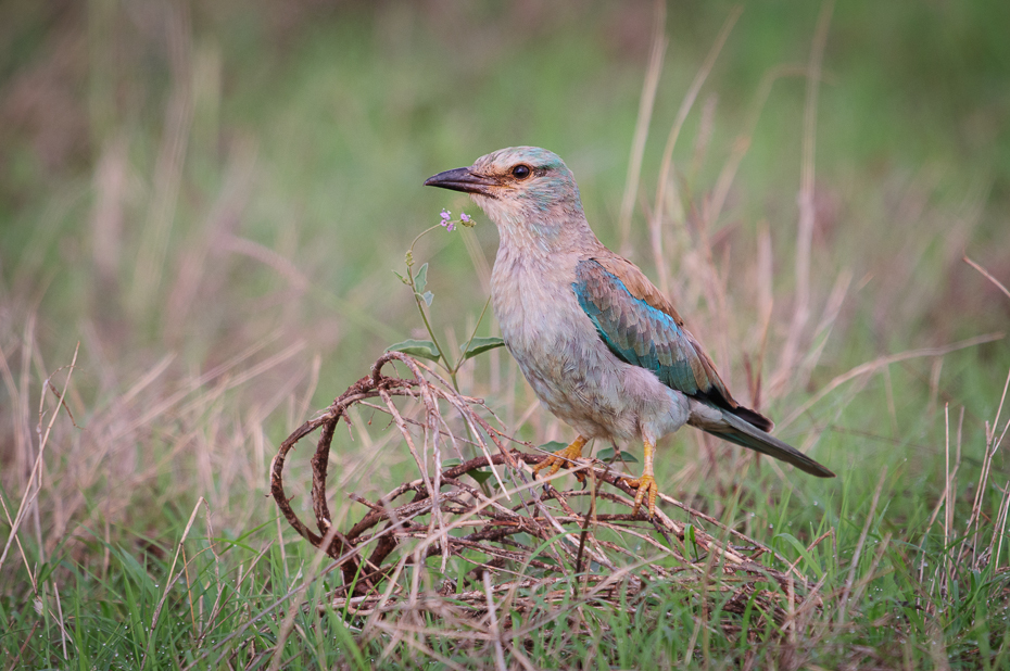  Kraska Ptaki Nikon D300 Sigma APO 500mm f/4.5 DG/HSM Kenia 0 ptak ekosystem fauna dzikiej przyrody dziób skowronek trawa flycatcher starego świata ecoregion łąka