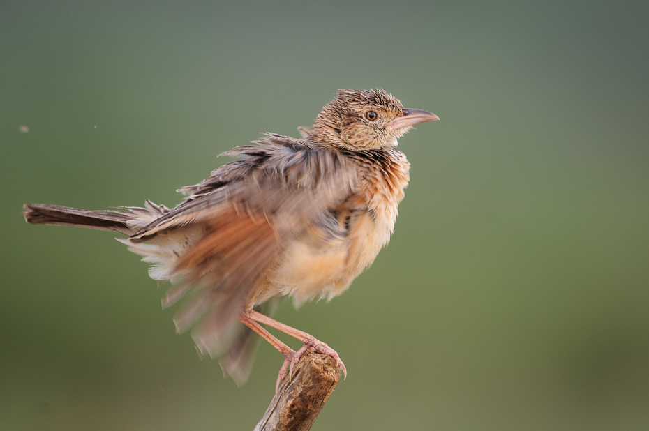  Skowroniec białokarkowy Ptaki Nikon D300 Sigma APO 500mm f/4.5 DG/HSM Kenia 0 ptak fauna dziób wróbel dzikiej przyrody pióro zięba flycatcher starego świata Wróbel ptak przysiadujący