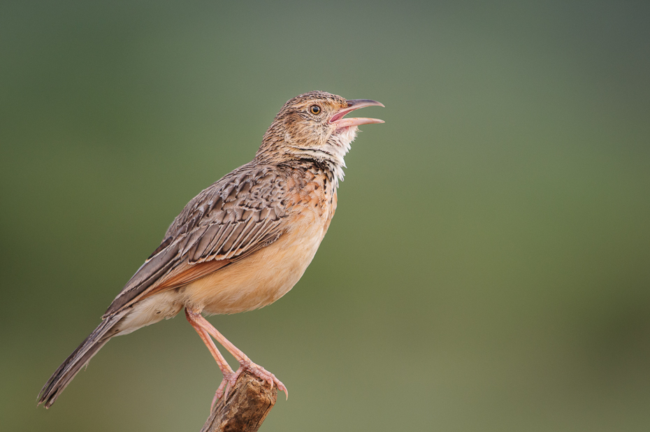  Skowroniec białokarkowy Ptaki Nikon D300 Sigma APO 500mm f/4.5 DG/HSM Kenia 0 ptak fauna dziób skowronek strzyżyk dzikiej przyrody trznadel ortolan zięba flycatcher starego świata skrzydło