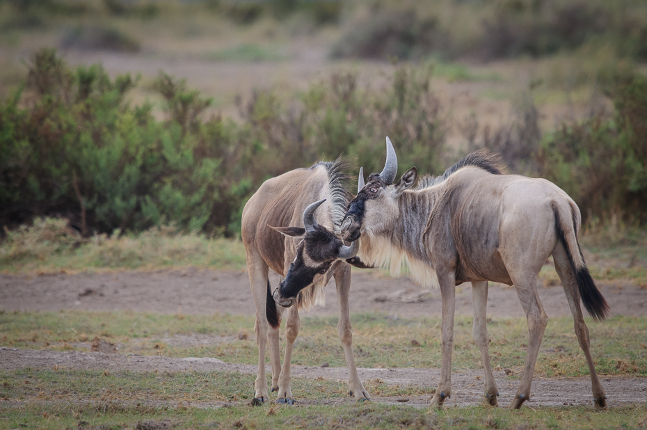  Ćwiczenia antylop Ssaki Nikon D300 Sigma APO 500mm f/4.5 DG/HSM Kenia 0 dzikiej przyrody fauna gnu ekosystem pustynia zwierzę lądowe rezerwat przyrody łąka antylopa safari