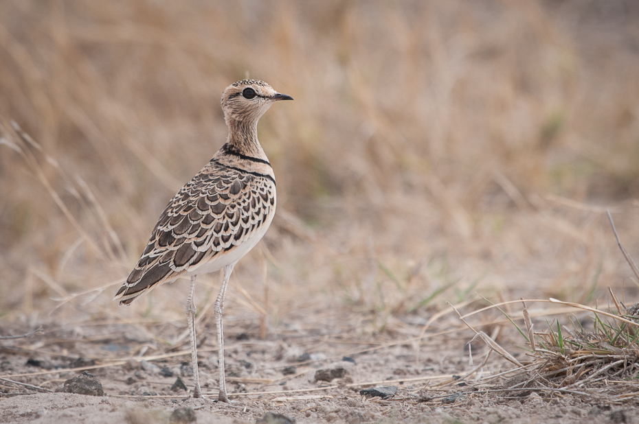  Rączak dwuobrożny Ptaki Nikon D300 Sigma APO 500mm f/4.5 DG/HSM Kenia 0 ptak ekosystem fauna dzikiej przyrody dziób ecoregion łąka skowronek zwierzę lądowe pióro