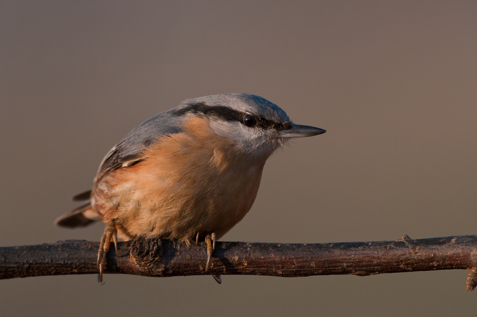  Kowalik Ptaki karmnik Nikon D300 Sigma APO 500mm f/4.5 DG/HSM Zwierzęta ptak dziób fauna dzikiej przyrody pióro ścieśniać strzyżyk flycatcher starego świata skrzydło wróbel