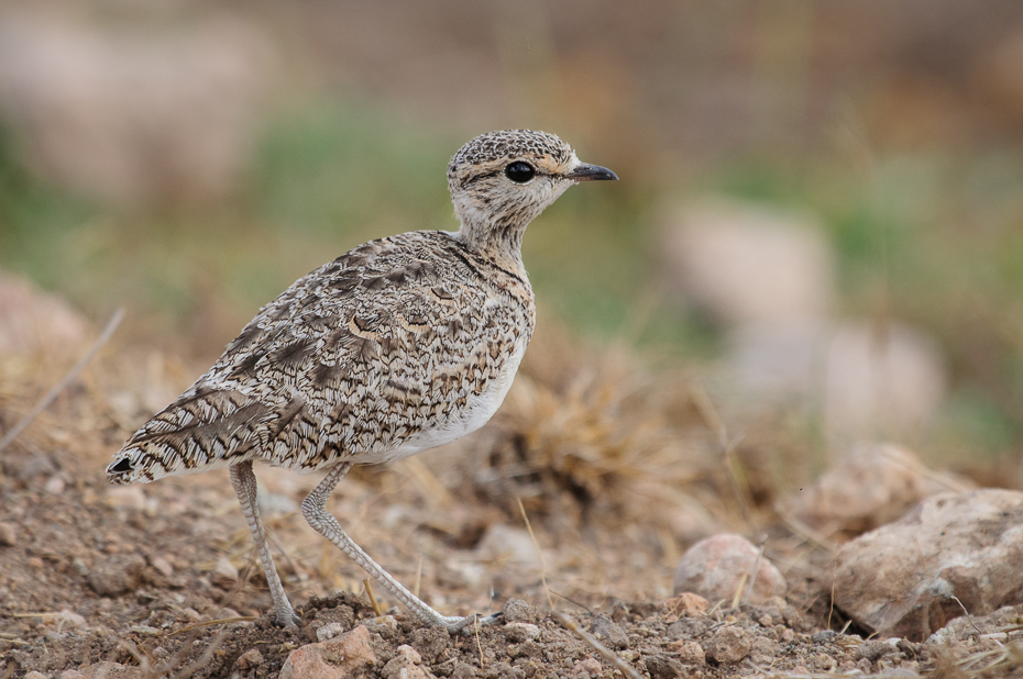  Rączak dwuobrożny Ptaki Nikon D300 Sigma APO 500mm f/4.5 DG/HSM Kenia 0 ptak ekosystem fauna dzikiej przyrody dziób zwierzę lądowe ecoregion skowronek galliformes Przepiórka