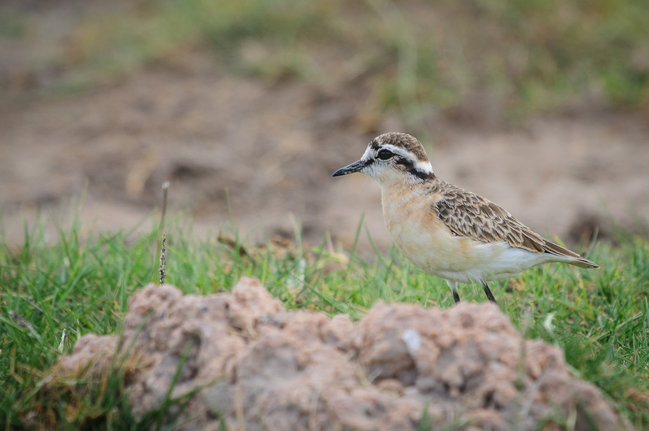  Sieweczka piaskowa Ptaki Nikon D300 Sigma APO 500mm f/4.5 DG/HSM Kenia 0 ptak ekosystem fauna dziób shorebird dzikiej przyrody trawa brodziec ecoregion rodzina traw